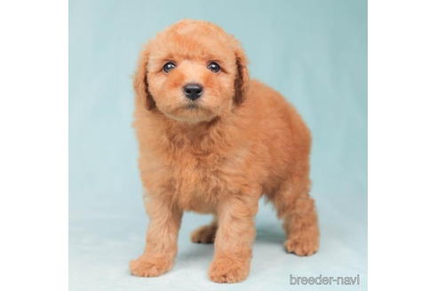 成約済の東京都のトイプードル-202101の1枚目